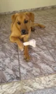 Safira