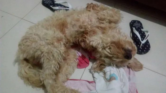 Cachorro raça Polldo idade 1 ano nome Bob