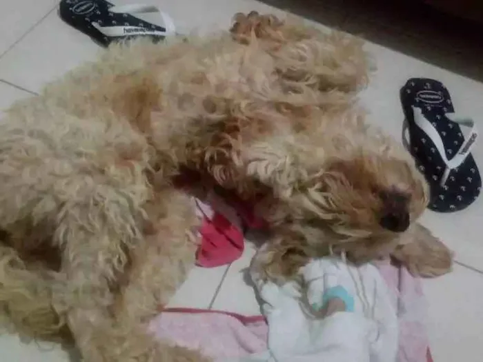 Cachorro raça Polldo idade 1 ano nome Bob