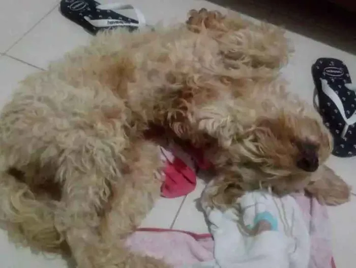 Cachorro raça Polldo idade 1 ano nome Bob