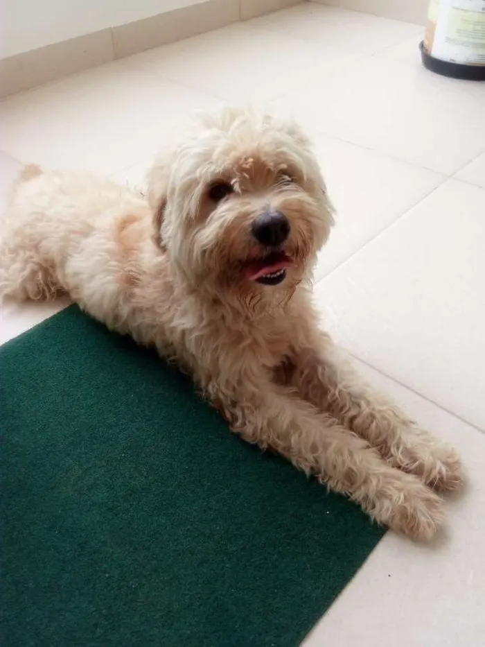 Cachorro raça Polldo idade 1 ano nome Bob