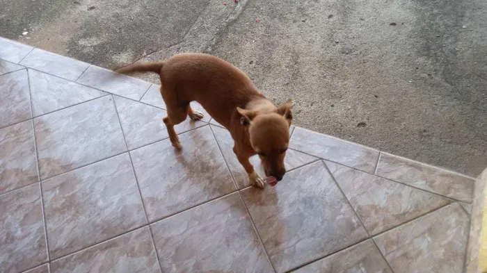 Cachorro ra a Vira idade 3 anos nome Nega