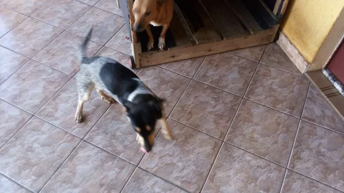Cachorro ra a Base misturada com vira idade 1 ano nome Xuxu