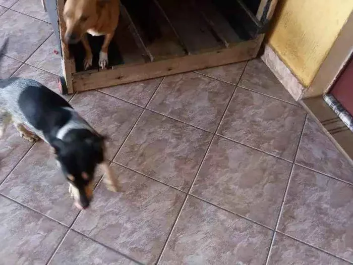 Cachorro ra a Base misturada com vira idade 1 ano nome Xuxu