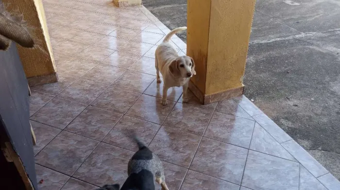 Cachorro ra a Beglee idade 4 anos nome Lely