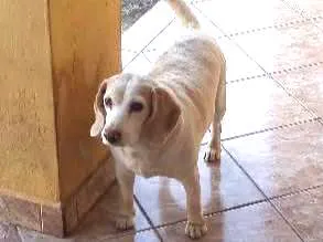 Cachorro ra a Beglee idade 4 anos nome Lely