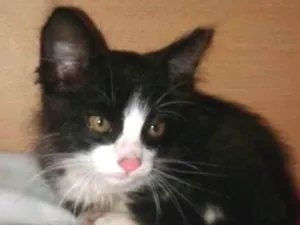 Gato raça SRD idade 2 a 6 meses nome Sem nome
