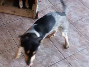 Cachorro raça Base misturada com vira idade 1 ano nome Xuxu