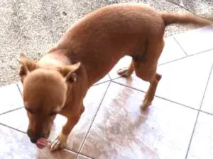 Cachorro raça Vira idade 3 anos nome Nega