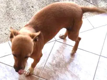 Cachorro ra a Vira idade 3 anos nome Nega