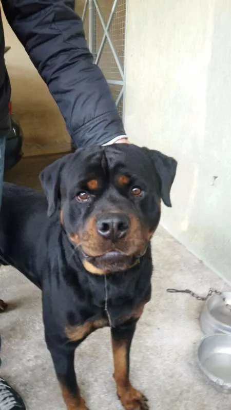 Cachorro ra a Rottweiler idade 2 anos nome MAX