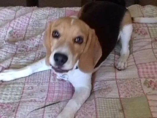 Cachorro ra a Beagle idade 2 a 6 meses nome Teddy
