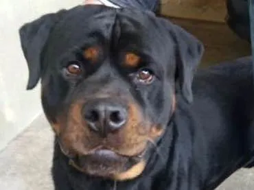 Cachorro ra a Rottweiler idade 2 anos nome MAX