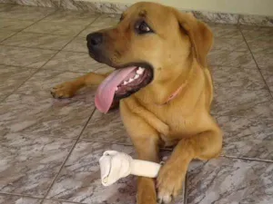 Cachorro raça Fila com Rottweiler idade 1 ano nome Safira 