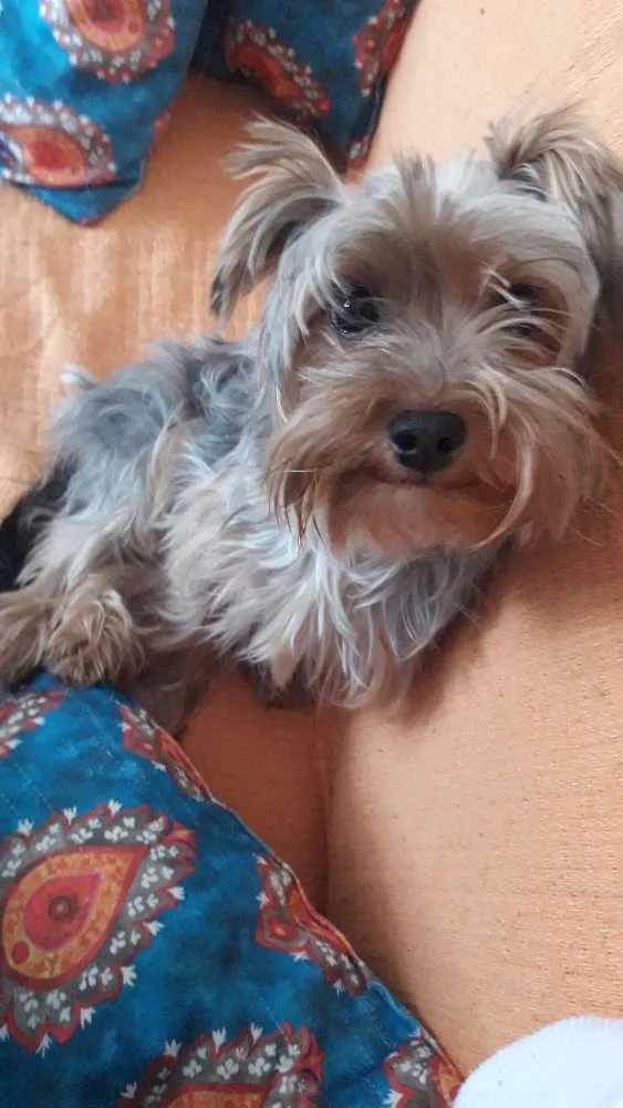 Cachorro ra a Yorkshire idade 1 ano nome Margarida