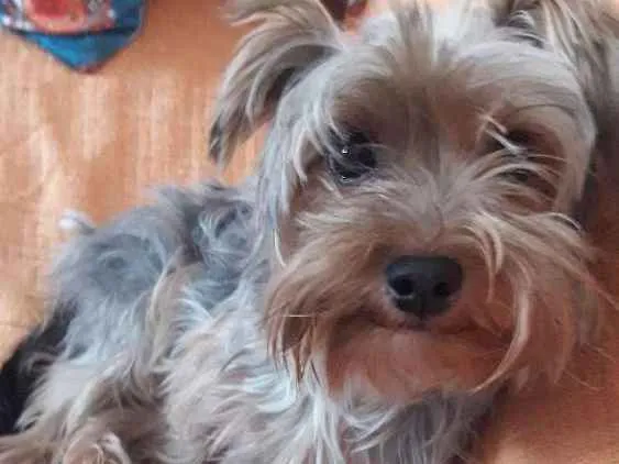 Cachorro ra a Yorkshire idade 1 ano nome Margarida