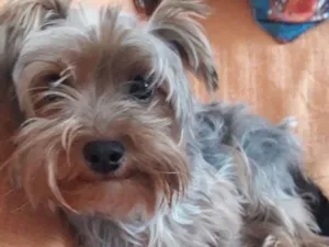 Cachorro raça Yorkshire idade 1 ano nome Margarida