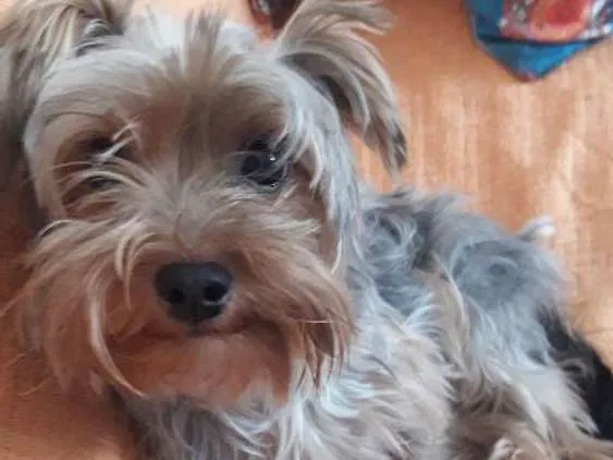 Cachorro ra a Yorkshire idade 1 ano nome Margarida