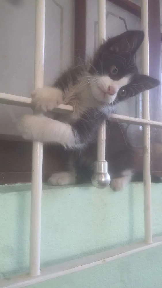Gato ra a SRD idade 2 a 6 meses nome Sem nome