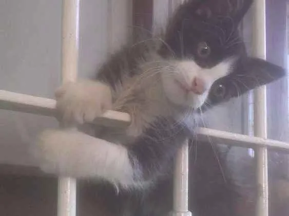 Gato ra a SRD idade 2 a 6 meses nome Sem nome