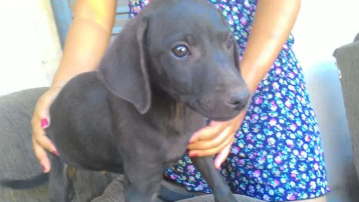 Cachorro ra a indefinida idade Abaixo de 2 meses nome sem nome