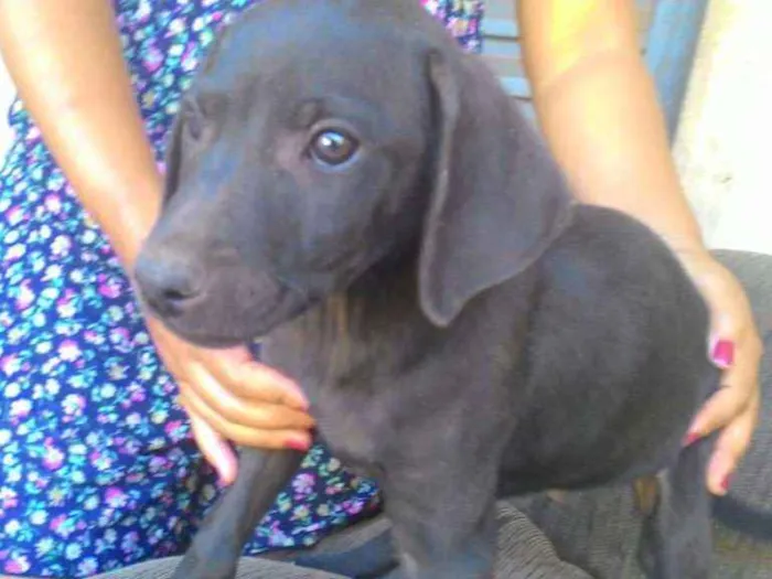 Cachorro ra a indefinida idade Abaixo de 2 meses nome sem nome