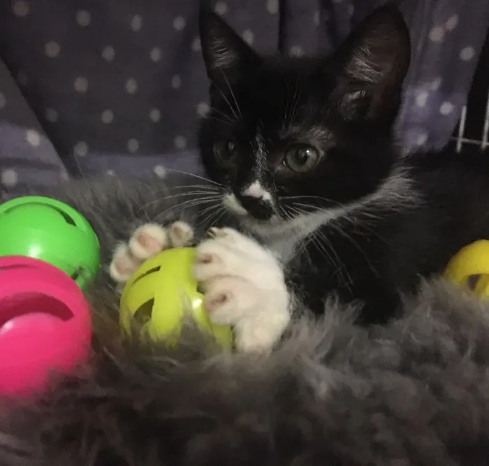 Gato ra a SRD idade 2 a 6 meses nome Pétala