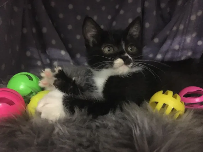 Gato ra a SRD idade 2 a 6 meses nome Pétala