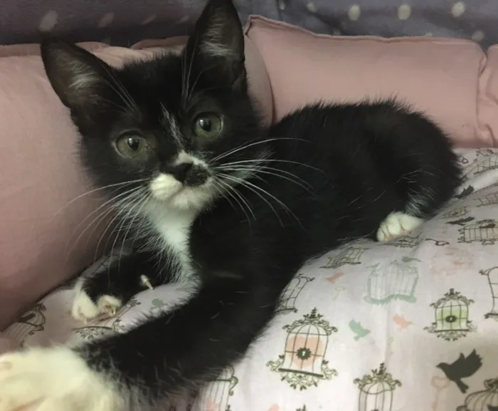 Gato ra a SRD idade 2 a 6 meses nome Pétala