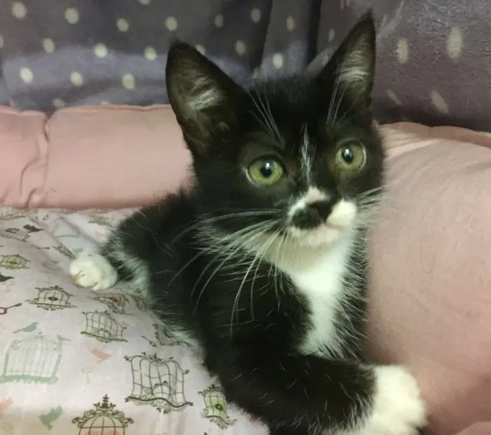 Gato ra a SRD idade 2 a 6 meses nome Pétala