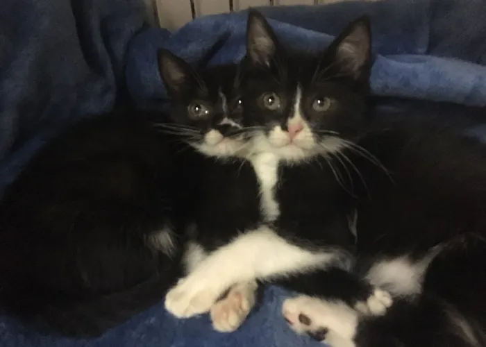 Gato ra a SRD idade 2 a 6 meses nome Pétala