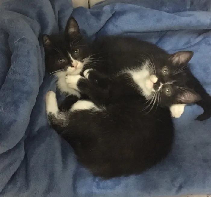 Gato ra a SRD idade 2 a 6 meses nome Pétala