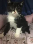Zorro
