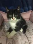 Zorro