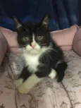 Zorro
