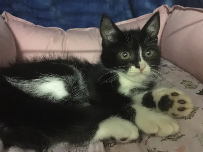 Gato ra a SRD idade 2 a 6 meses nome Zorro