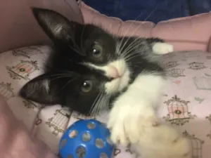 Gato raça SRD idade 2 a 6 meses nome Zorro