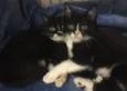 Zorro