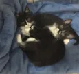 Zorro