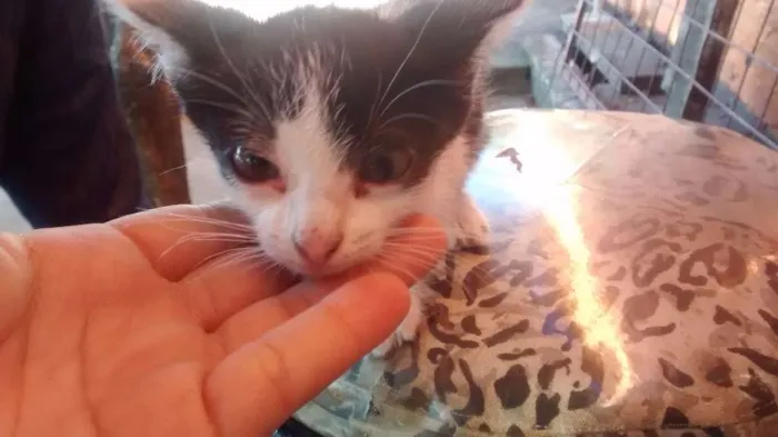Gato ra a Não sei idade Abaixo de 2 meses nome Não tem nome