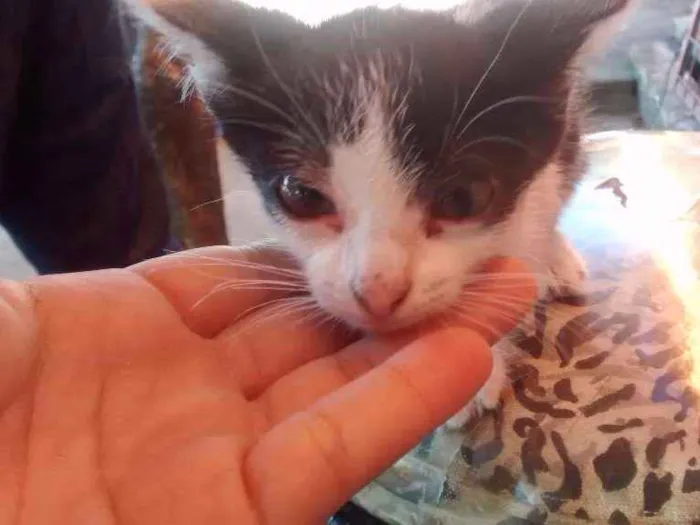 Gato ra a Não sei idade Abaixo de 2 meses nome Não tem nome