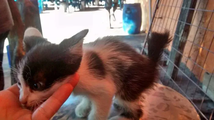 Gato ra a Não sei idade Abaixo de 2 meses nome Não tem nome