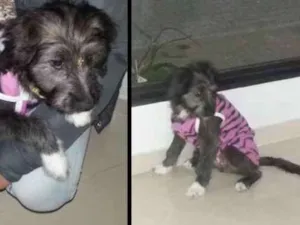 Cachorro raça sem raça idade 2 a 6 meses nome Bela