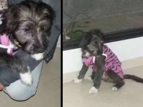 Cachorro ra a sem raça idade 2 a 6 meses nome Bela