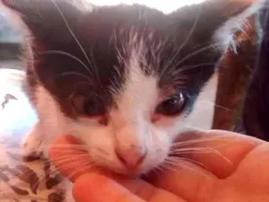 Gato raça Não sei idade Abaixo de 2 meses nome Não tem nome