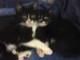 Zorro