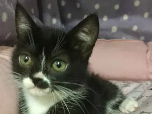 Gato raça SRD idade 2 a 6 meses nome Pétala