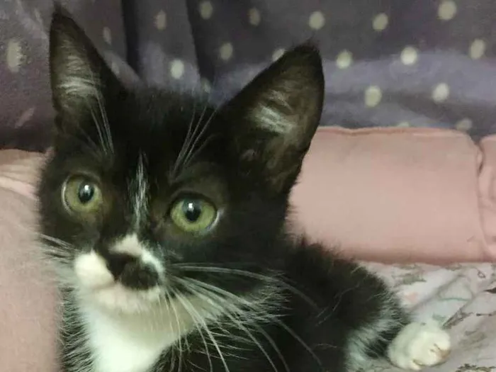 Gato ra a SRD idade 2 a 6 meses nome Pétala