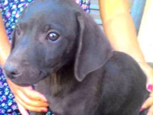 Cachorro raça indefinida idade Abaixo de 2 meses nome sem nome