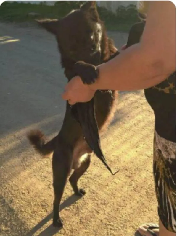 Cachorro ra a mix akita idade 7 a 11 meses nome Lobinho